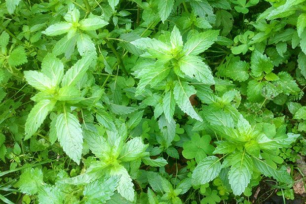 Τσουκνίδες: ευεργετικές και νόστιμες