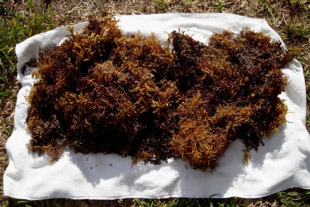 Βάλε φύκια στο μποστάνι!