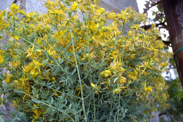 Βαλσαμόλαδο, το εναλλακτικό prozac