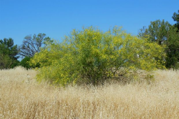 Βασιλικά δένδρα στο στρατόπεδο