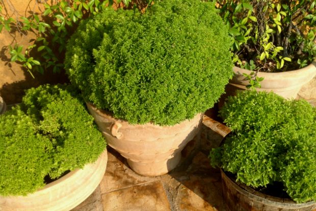 Βασιλικά μυστικά