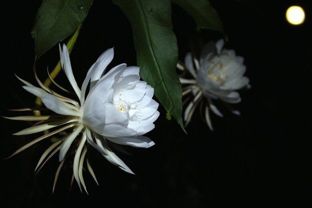 Βασίλισσα για μια νύχτα