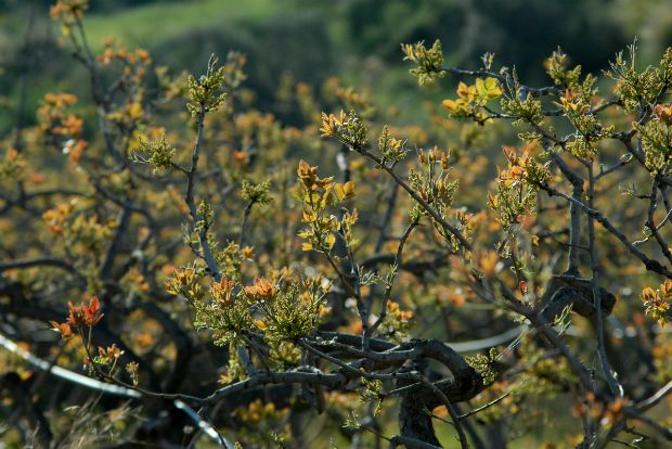 Βάστα, καημένη φιστικιά