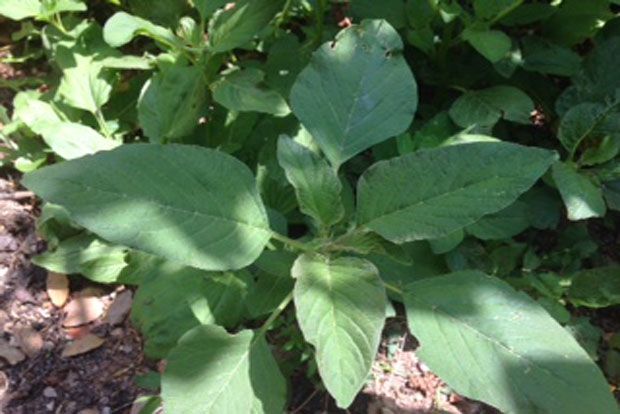 Βλίτα τσιγαριαστά