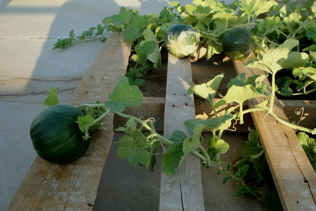 Βοηθήστε τα πεπόνια