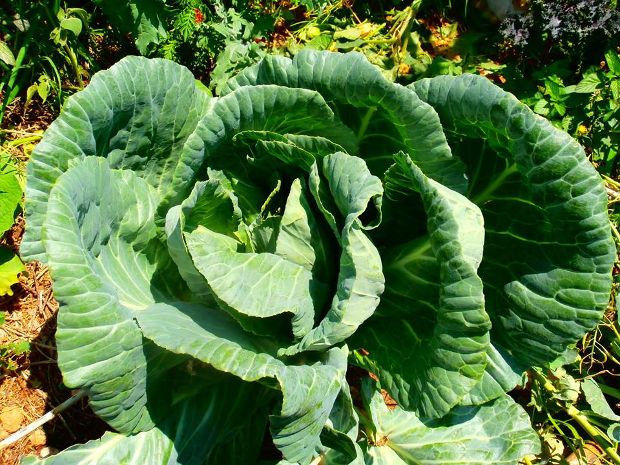 Βόλτα στο μποστάνι για σαλάτες πλουμιστές