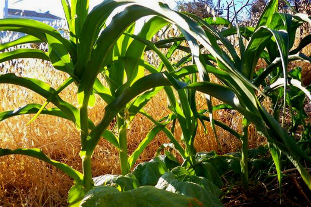 Βόλτα στο μποστάνι του Αυγούστου