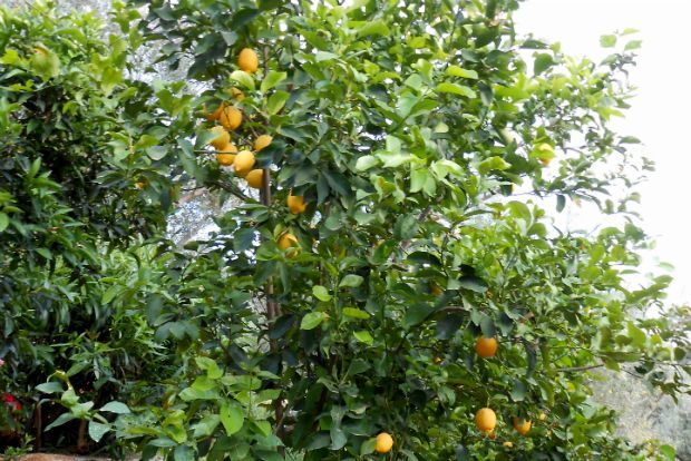 Βόλτα στον κήπο και λεμονάδα σπιτική