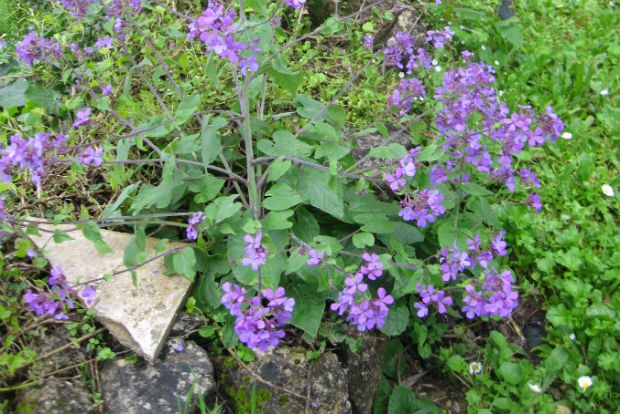 Βόλτα στους αγρούς