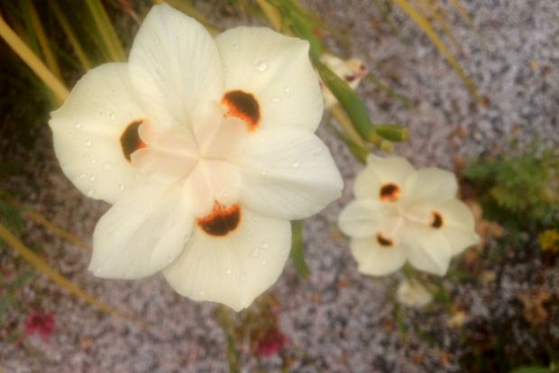 Βολβοί φυσικοί, όχι ολλανδικοί