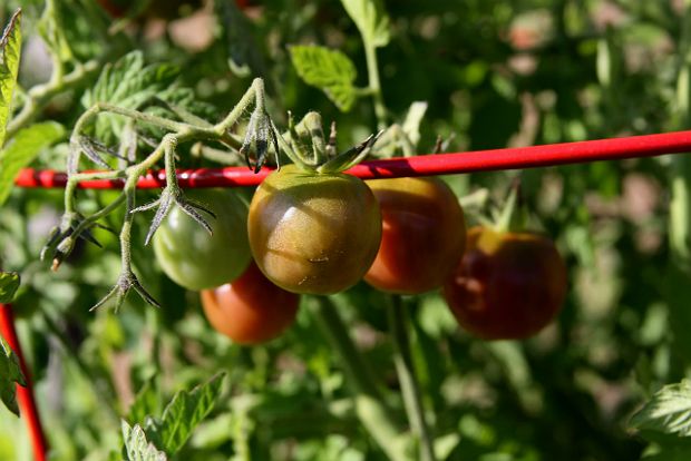 Ξαφνικός θάνατος στο μποστάνι
