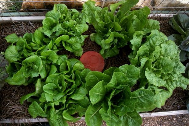 Ξέρεις να ποτίζεις σωστά;