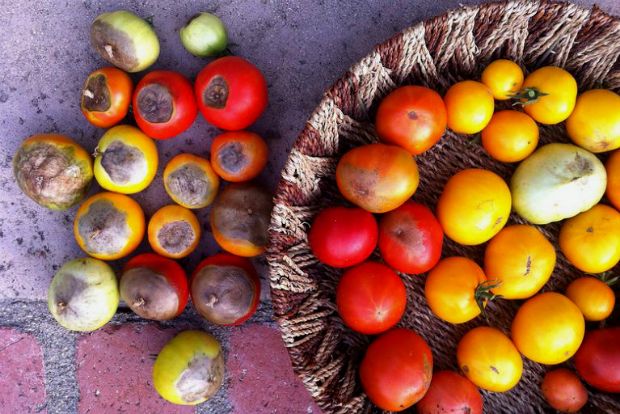Ξηρή κορυφή ντομάτας: πώς αντιμετωπίζουμε;