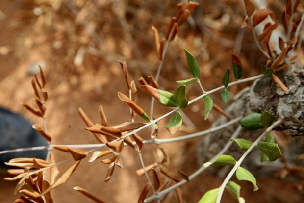 Xylella Fastidiosa: αυτό μας έλειπε τώρα!