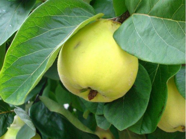 Ζήτω τα κυδώνια!