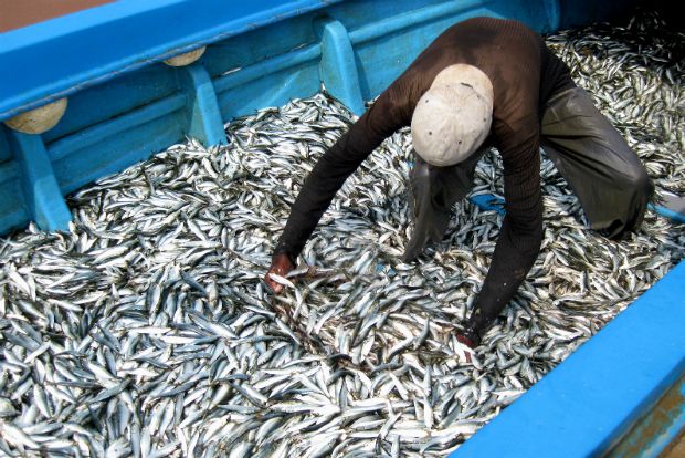 Ζωγράφισε ένα ψάρι