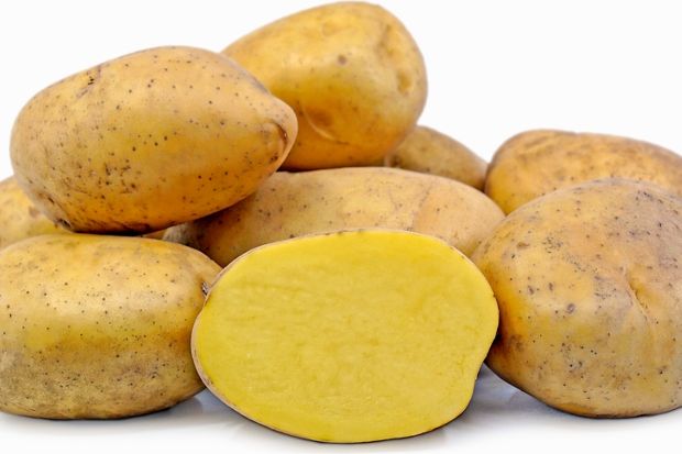 Οι ισπανοί κονκισταδόρες έφεραν την πατάτα ή γεώμηλο (επιστ. στρύχνον το κονδυλόρριζον, solanum tuberosum) στην Ευρώπη από τη Νότια Αμερική. Σήμερα αποτελεί βασικό είδος της διατροφής μας (Wikimedia Commons/Pubic Domain)